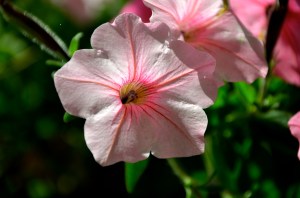pretty pink petunia 1