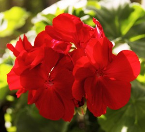 red geraniums