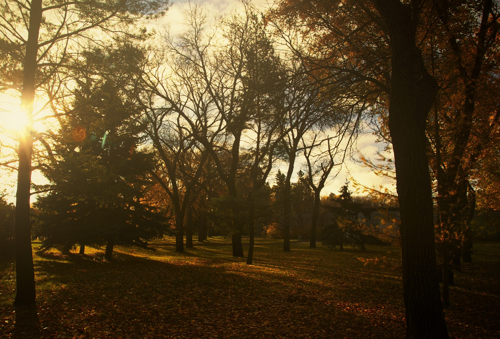 walking in the park on Thanksgiving morning