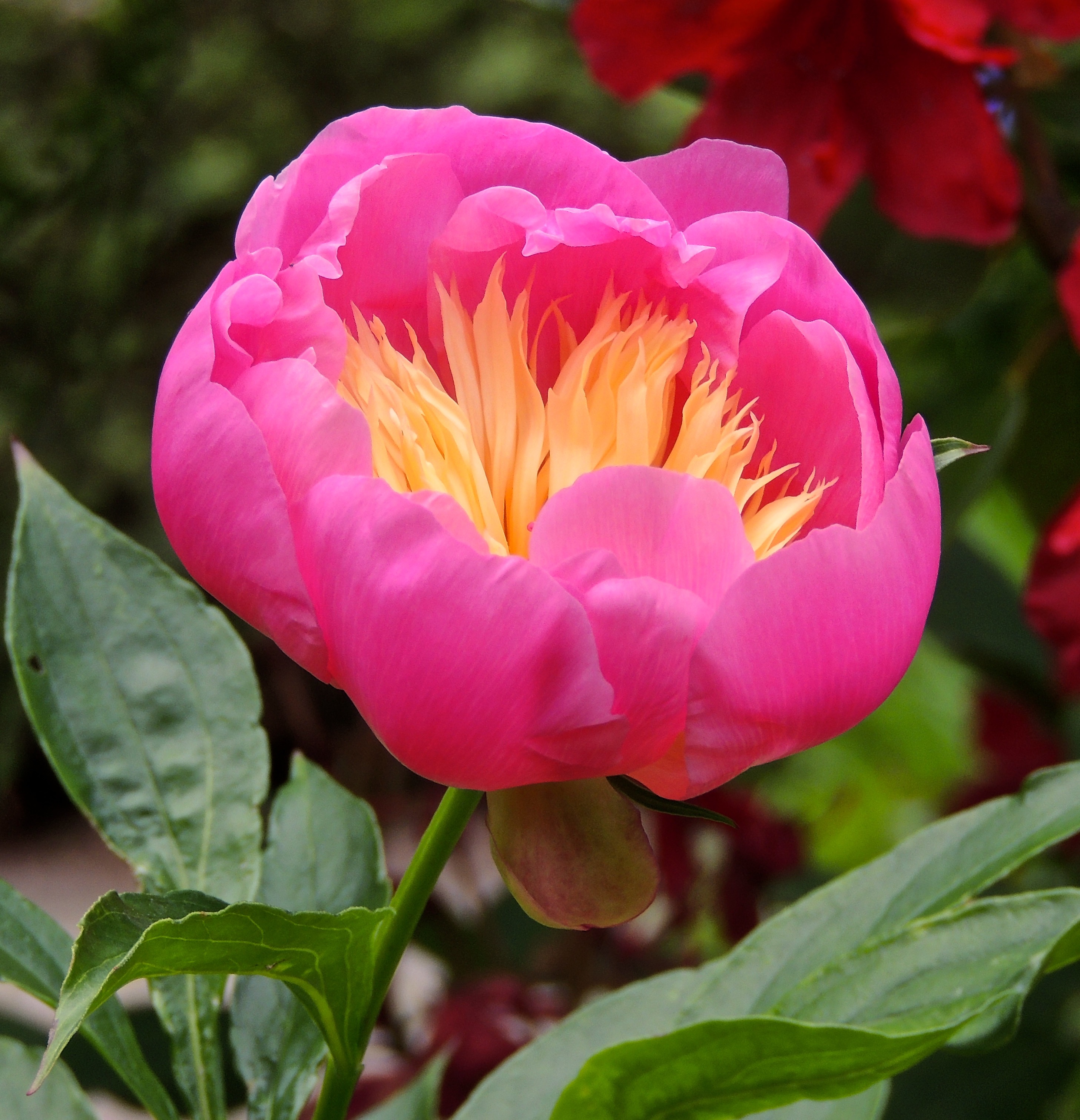 vibrant peony