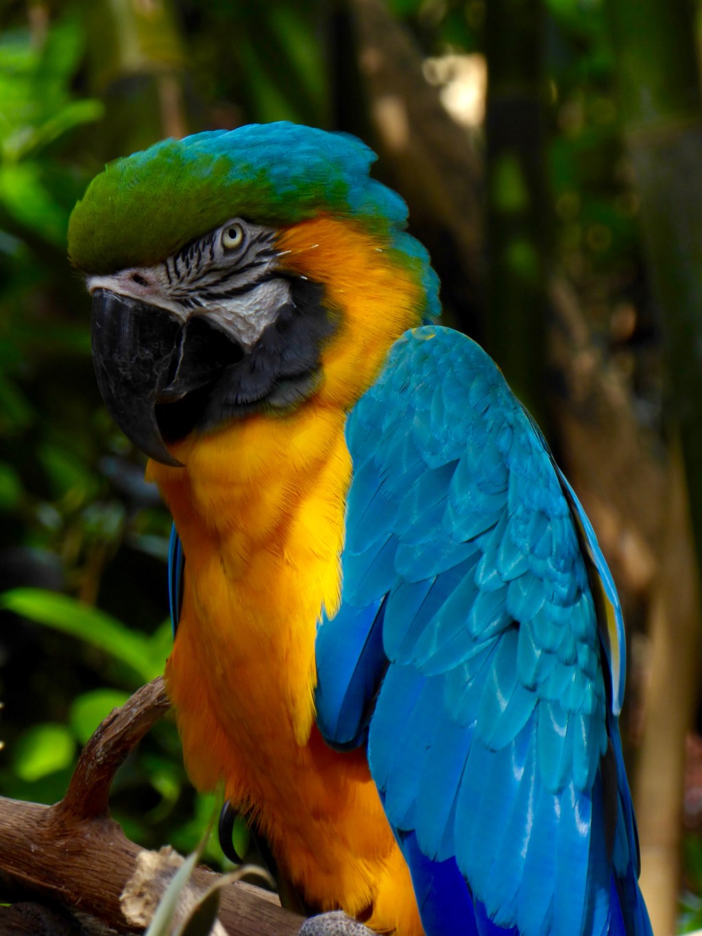 macaws at the Audubon&nbsp;Zoo