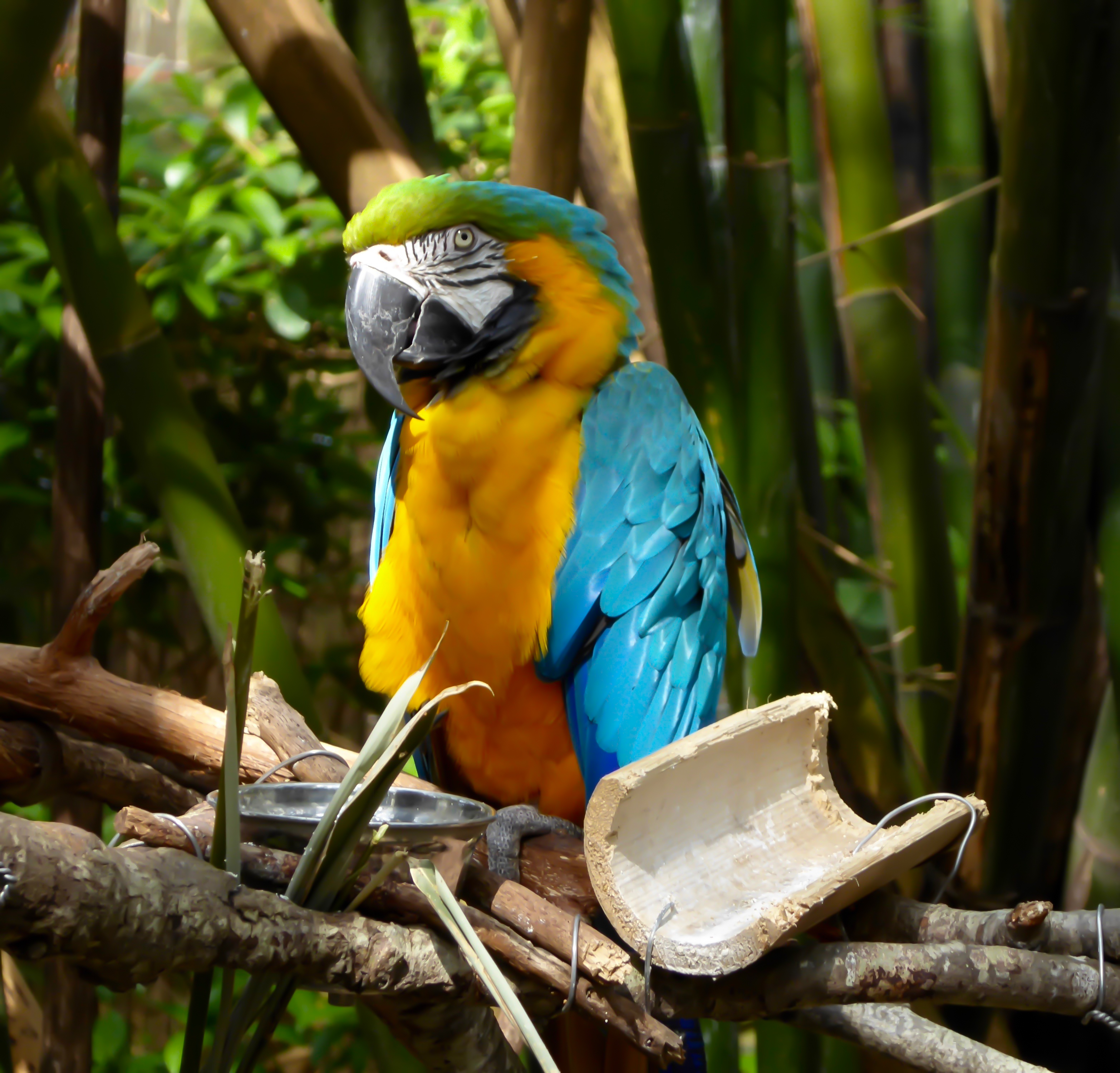 blue and yellow macaw