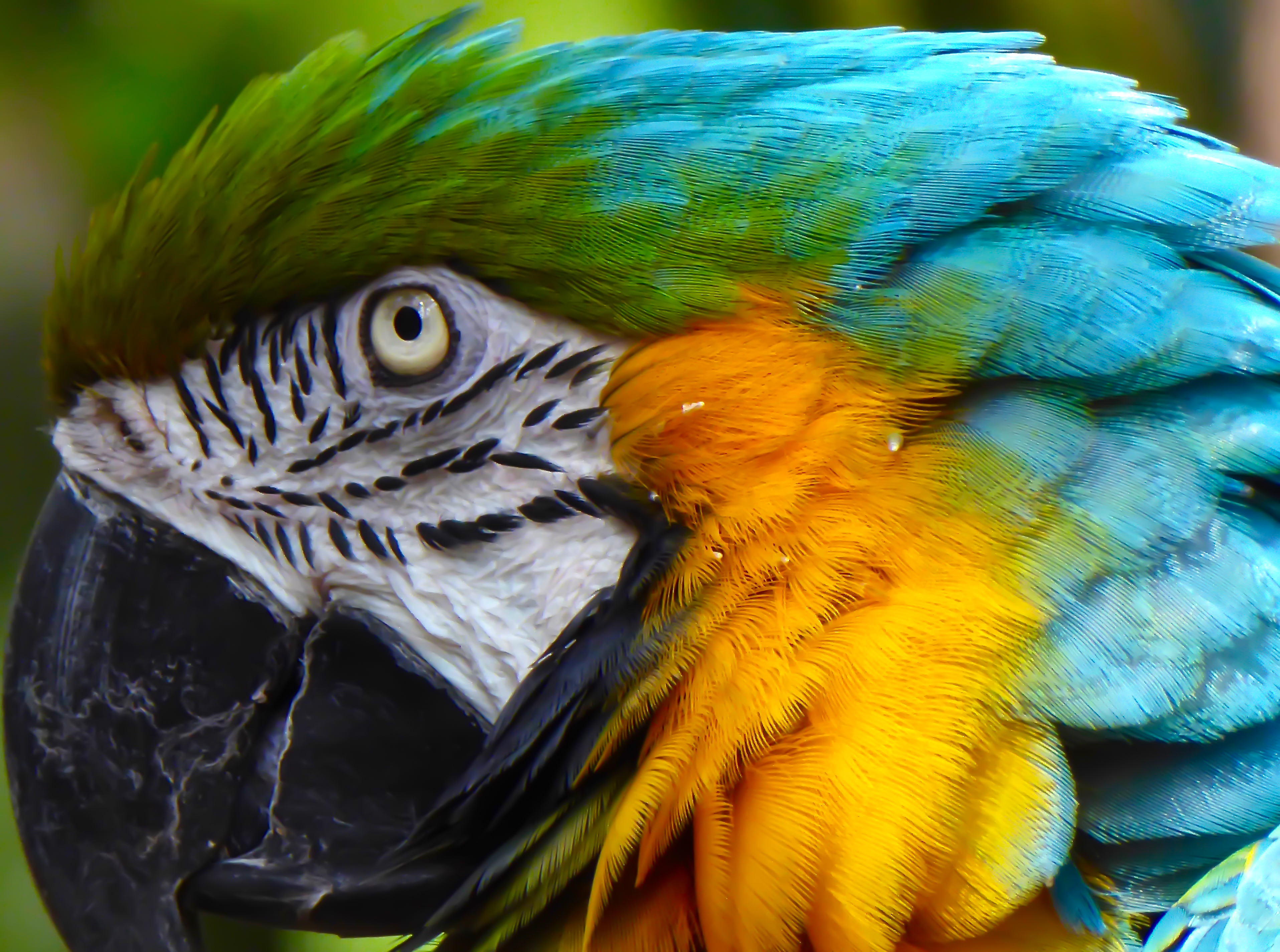 macaw close-up