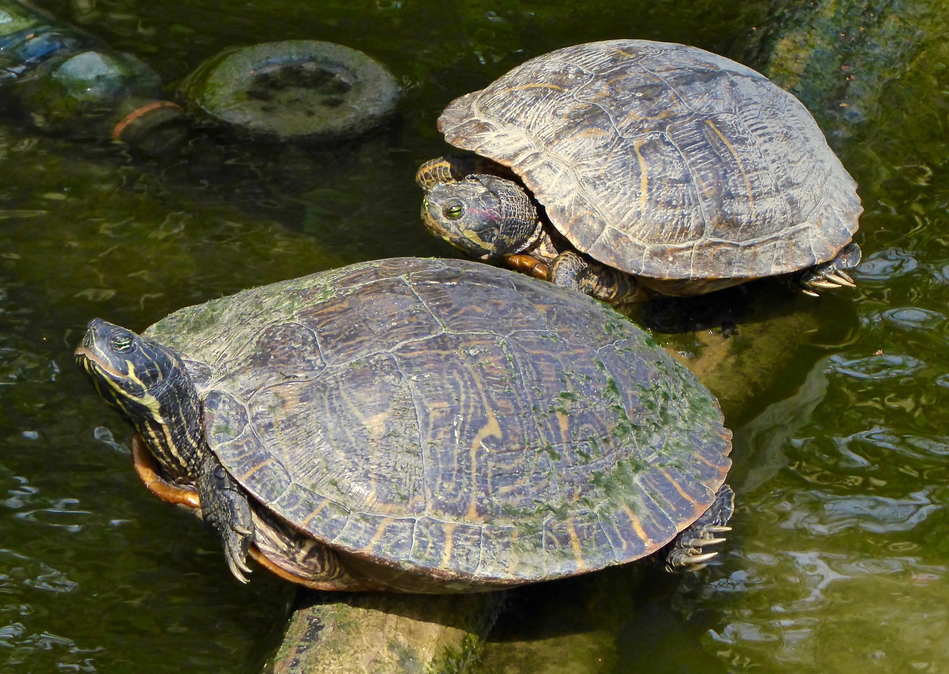 soaking up the sun (1)