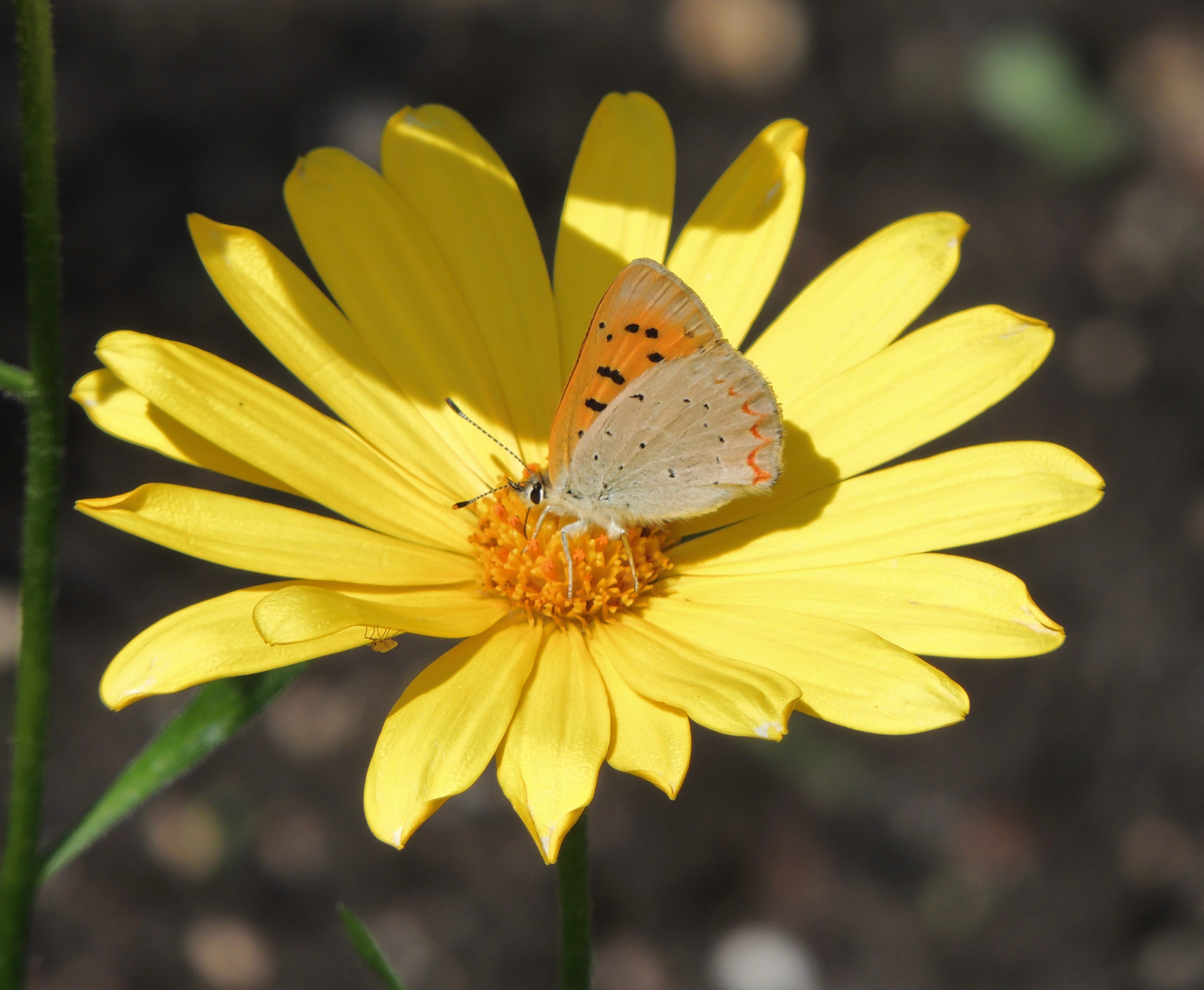 orange and yellow-2.jpg