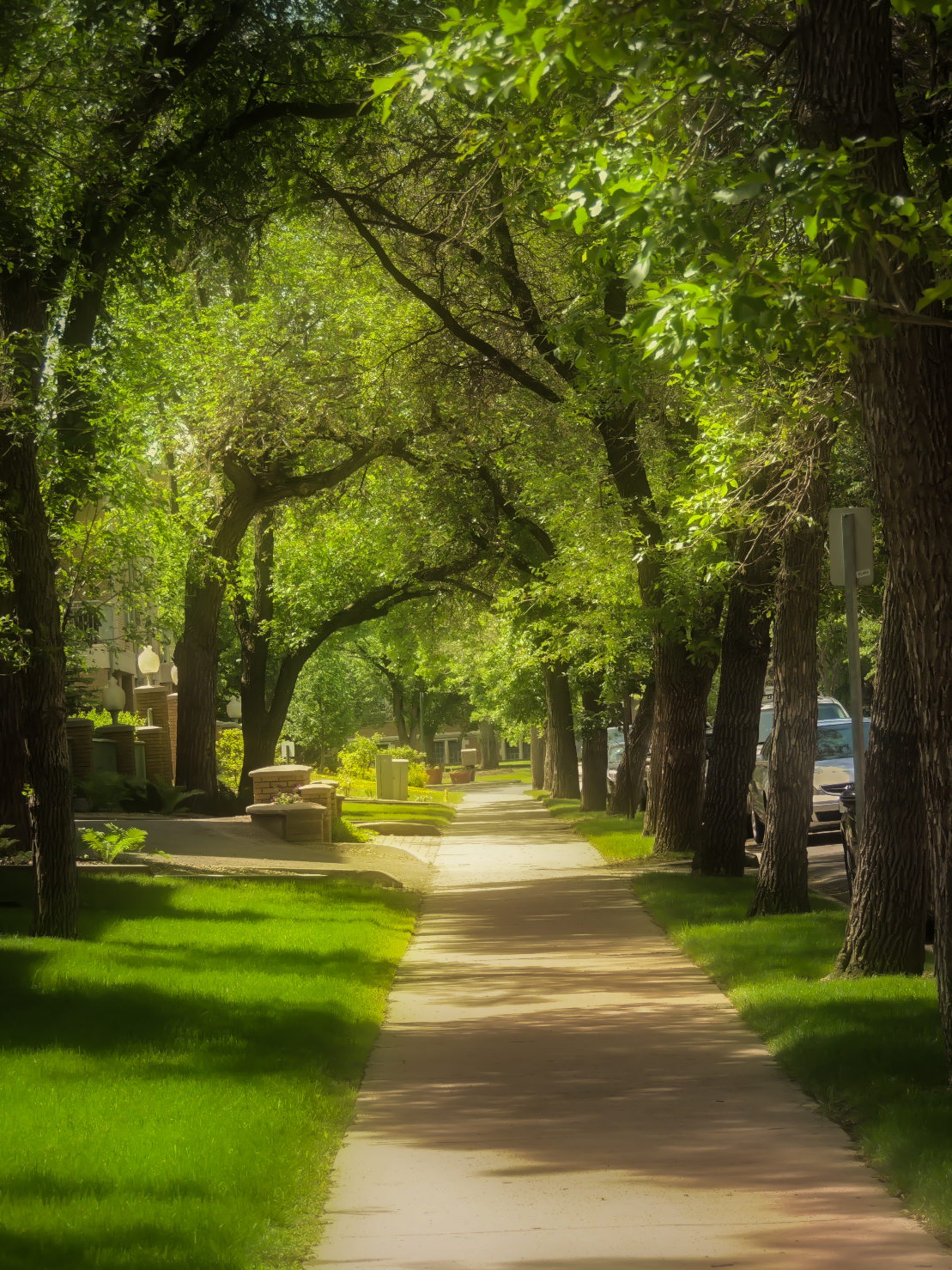 romantic tree lined street-2