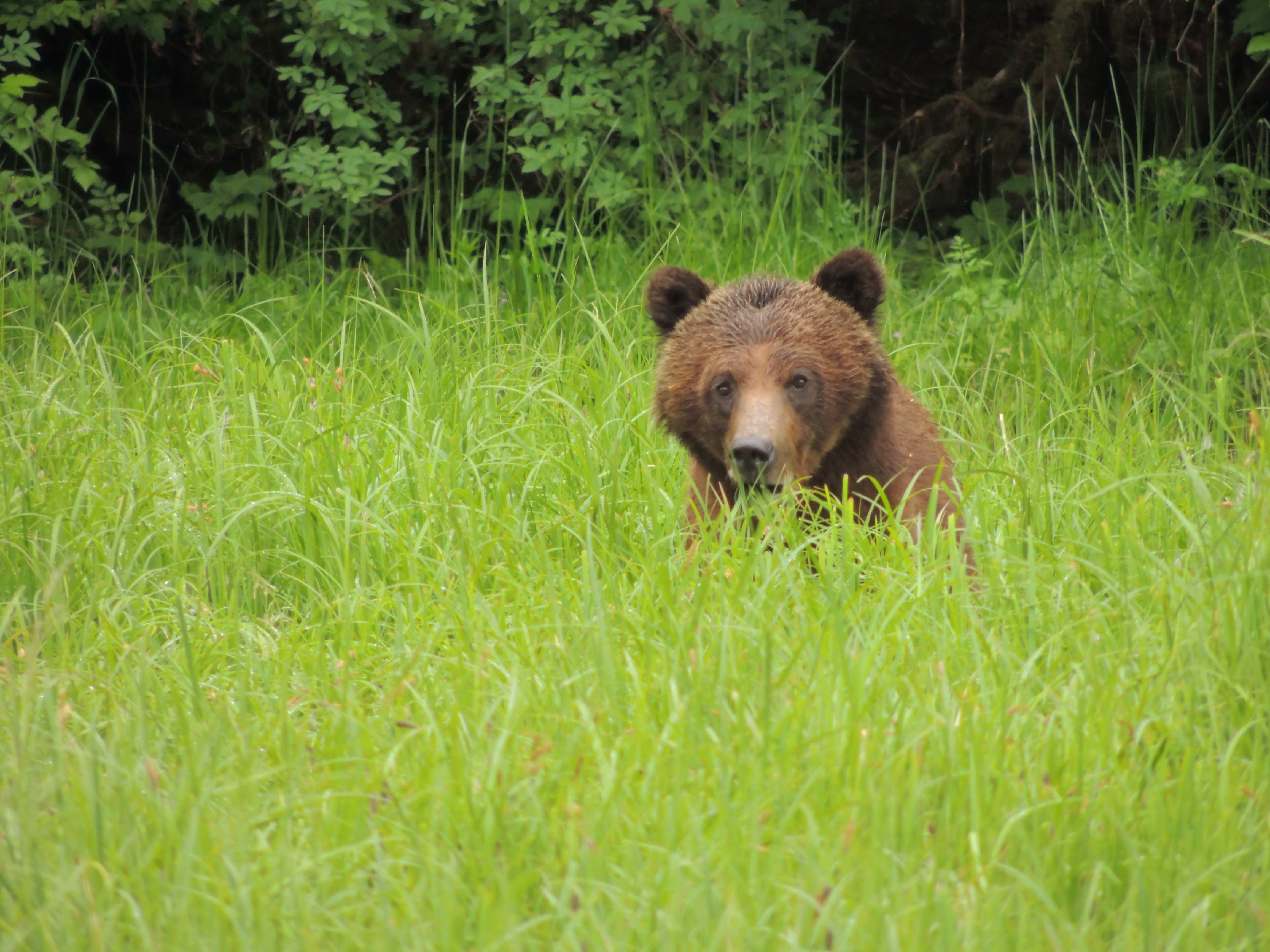 great-bear-rainforest-2013-2