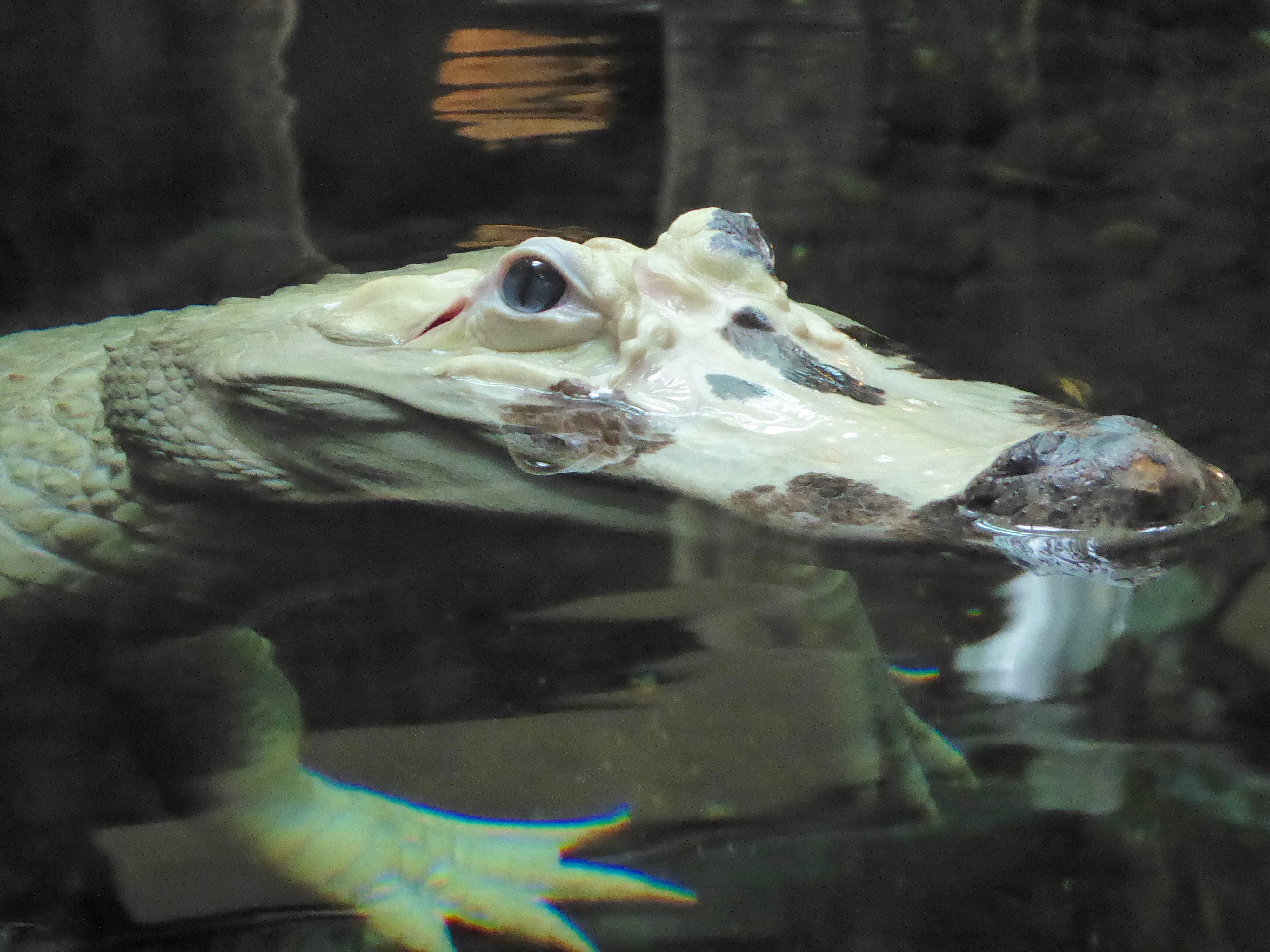 rare white alligator at the Audubon Aquarium
