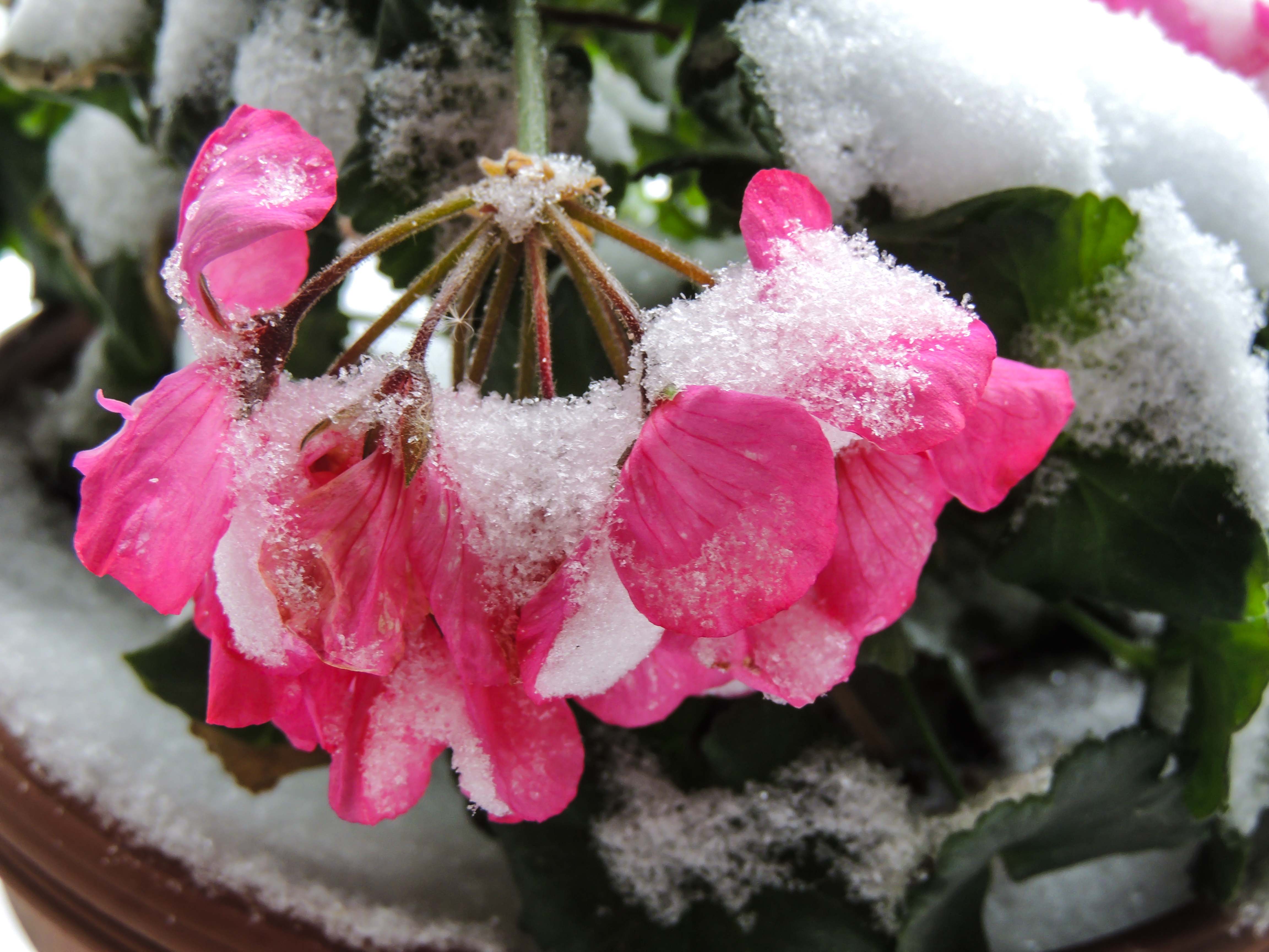 pink-petunia-in-snow