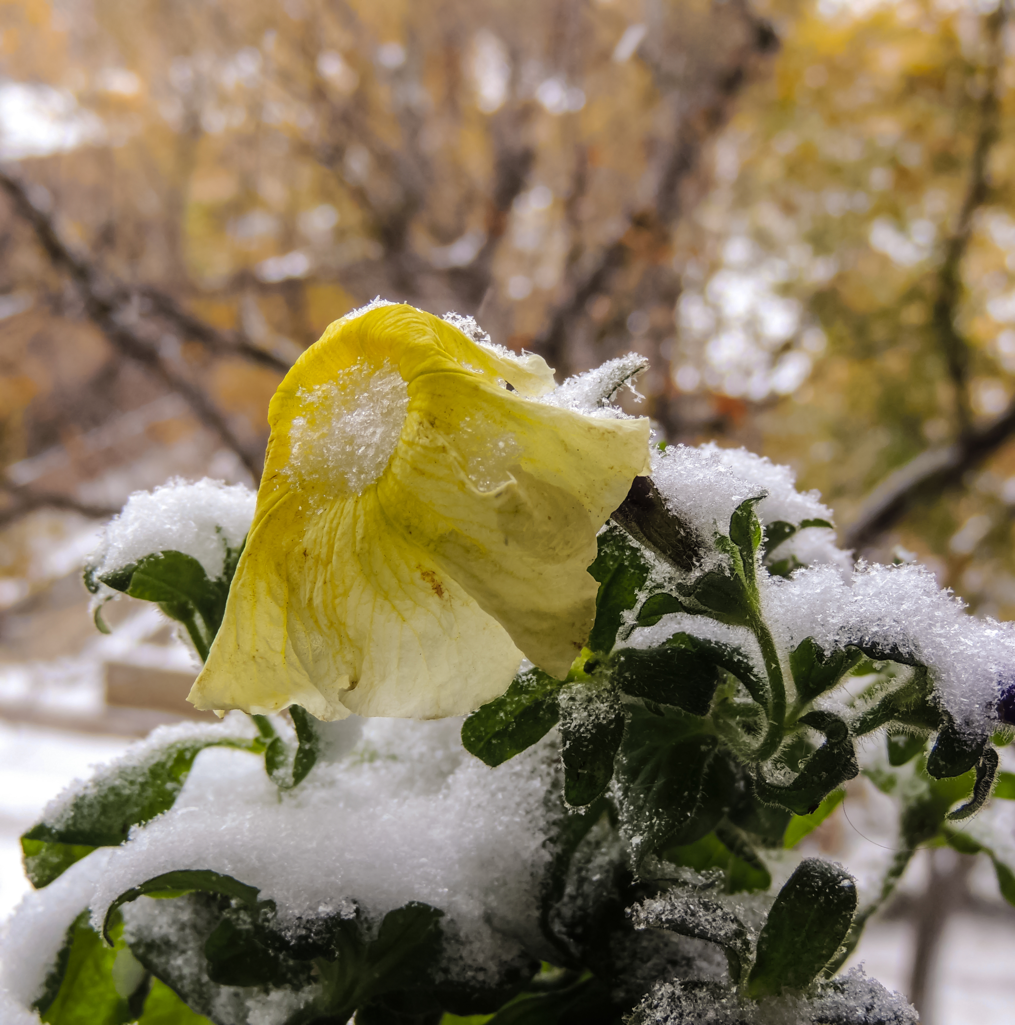 yellow-petunia-in-snow