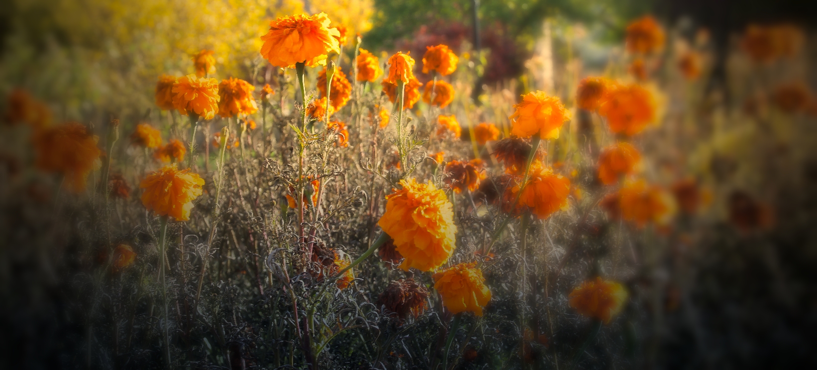 fall-marigolds