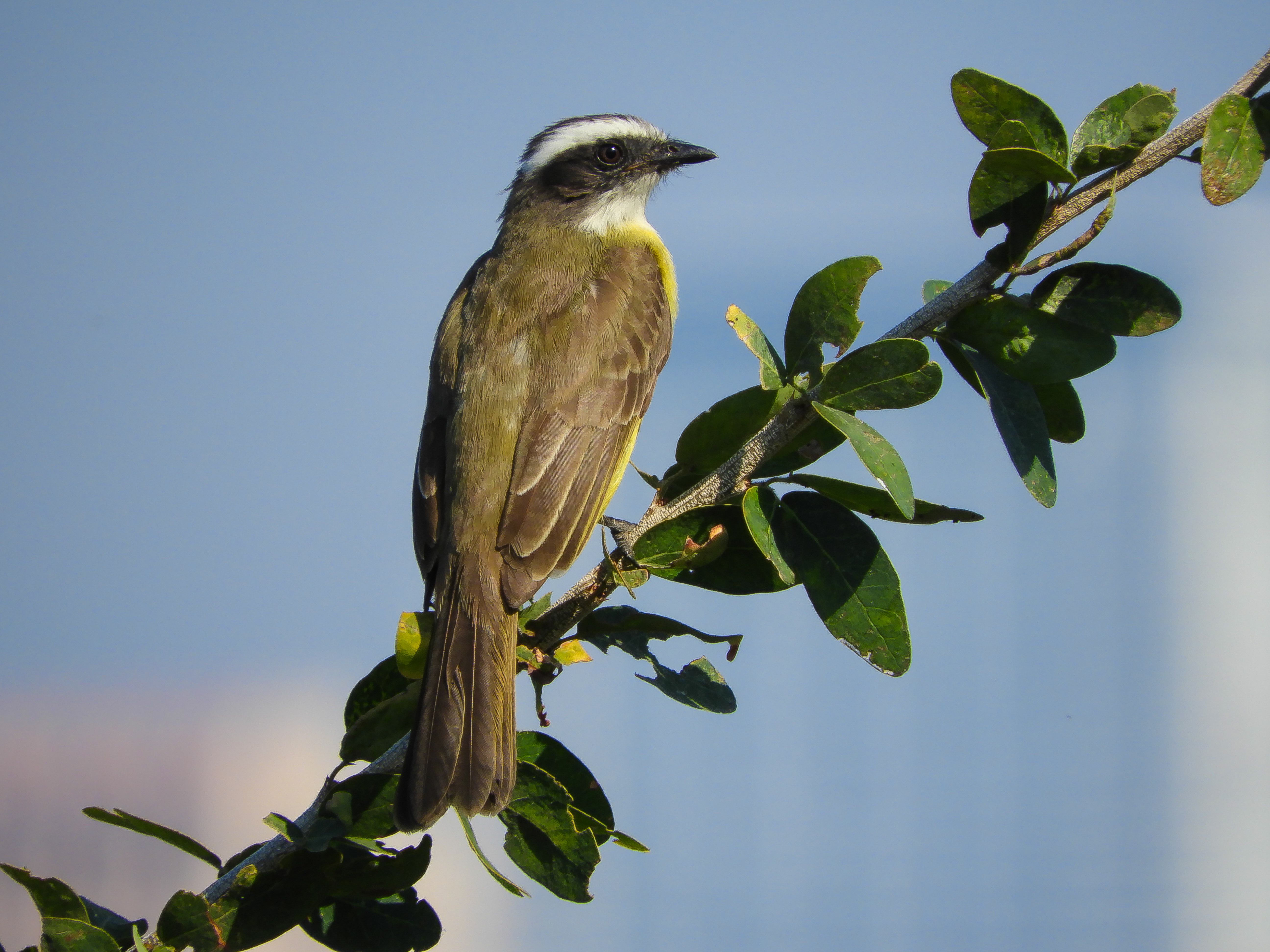 tropical kingbird?