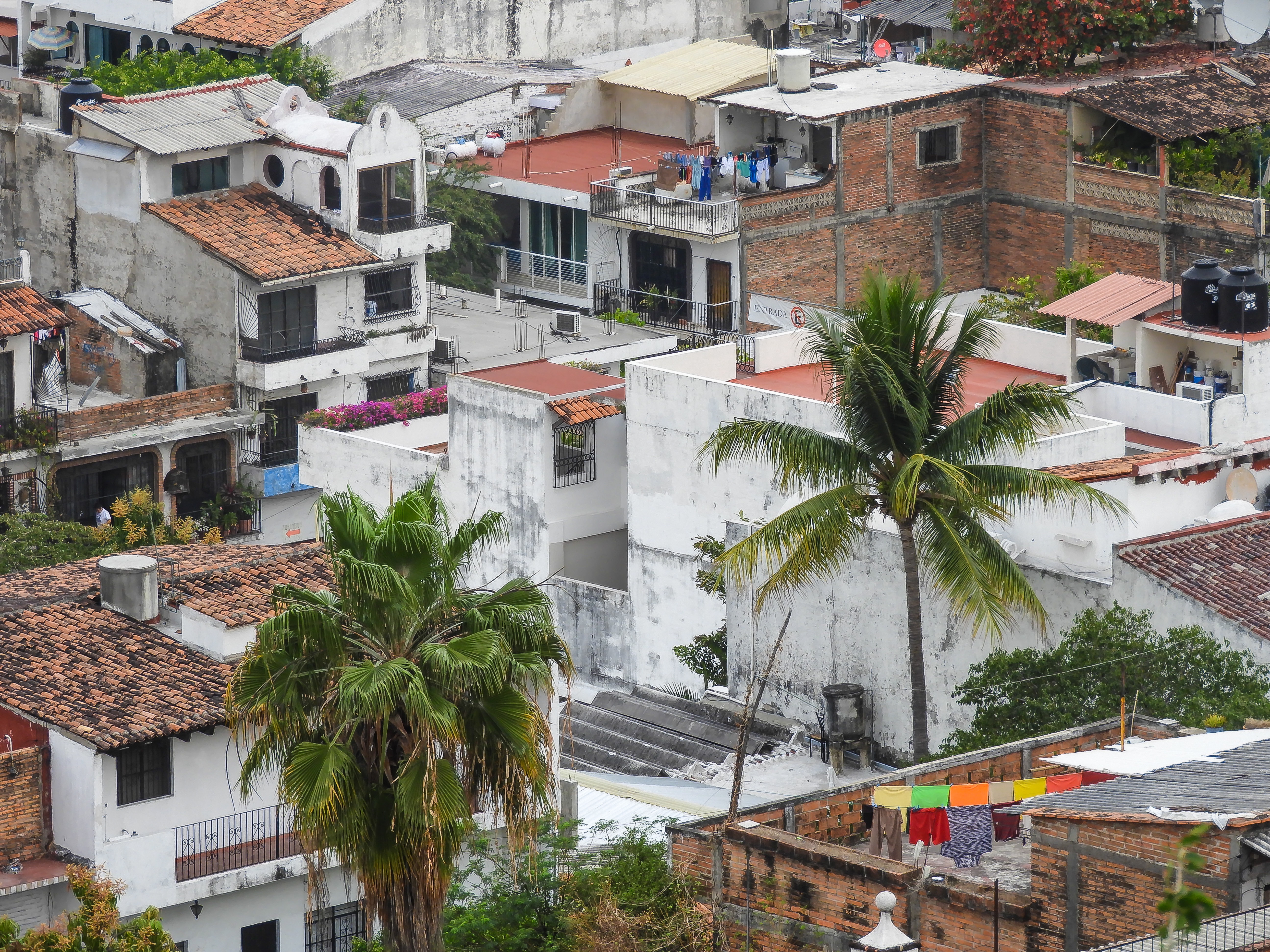 palm trees and hanging clothes