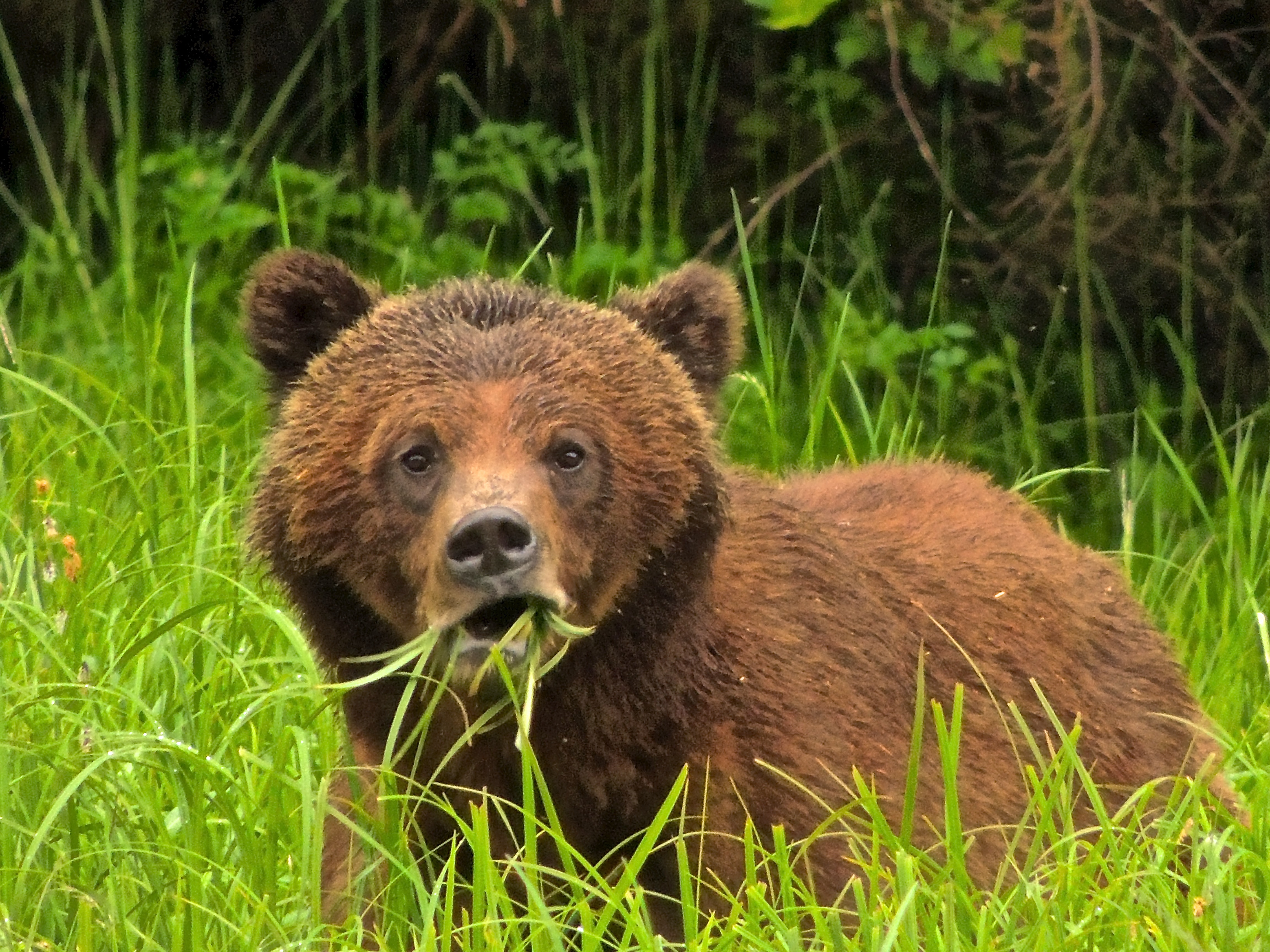 Great Bear Rainforest 4