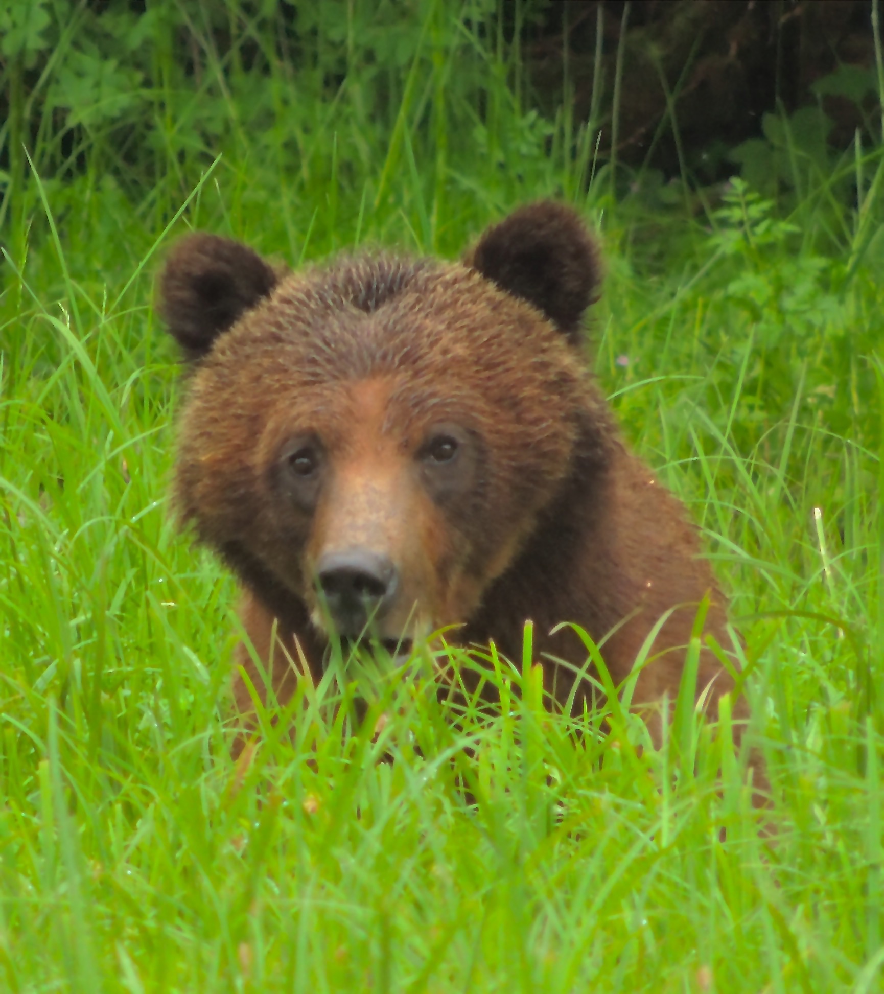 Great bear Rainforest