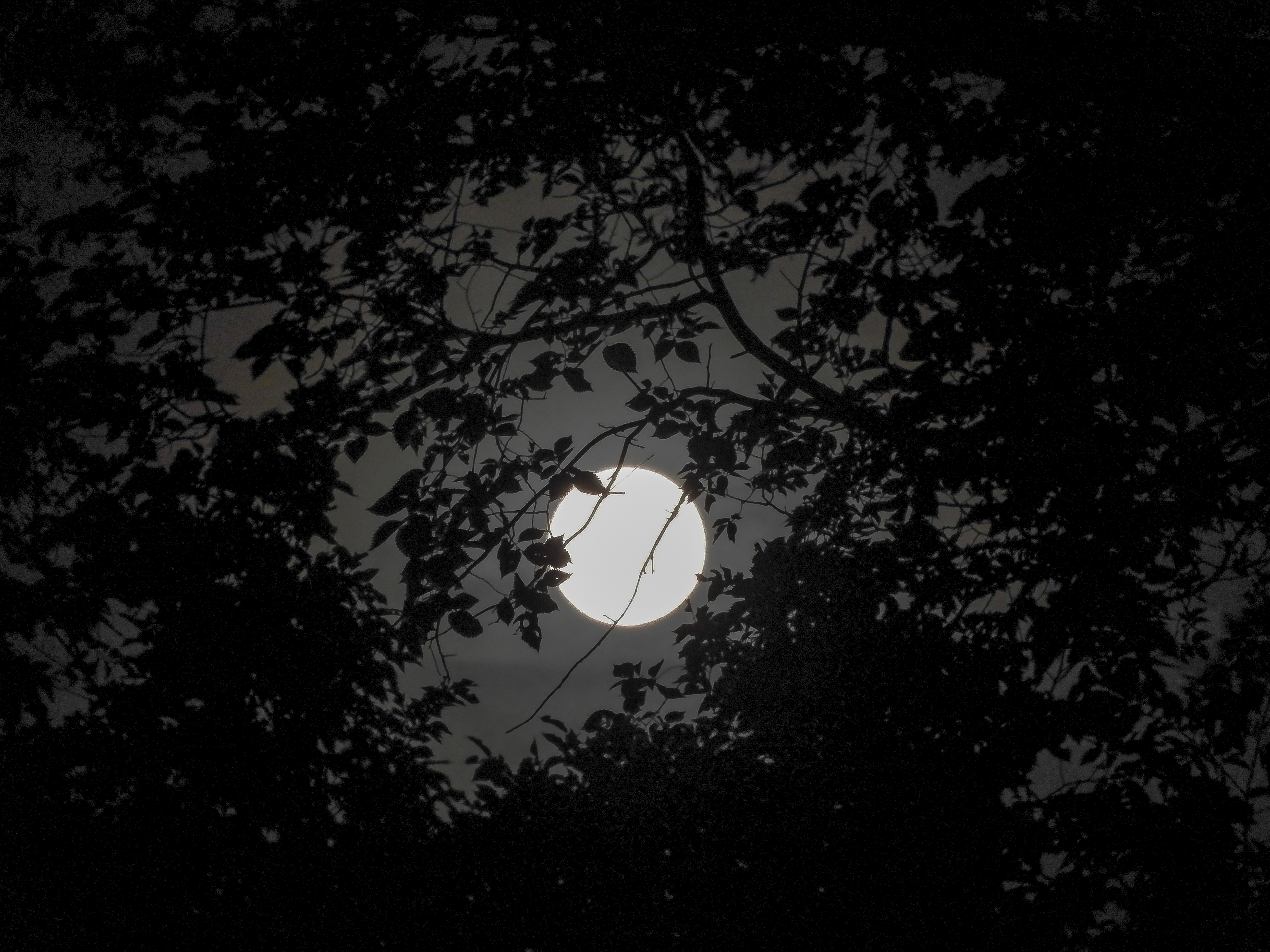 Full Moon After A Roughrider game 1