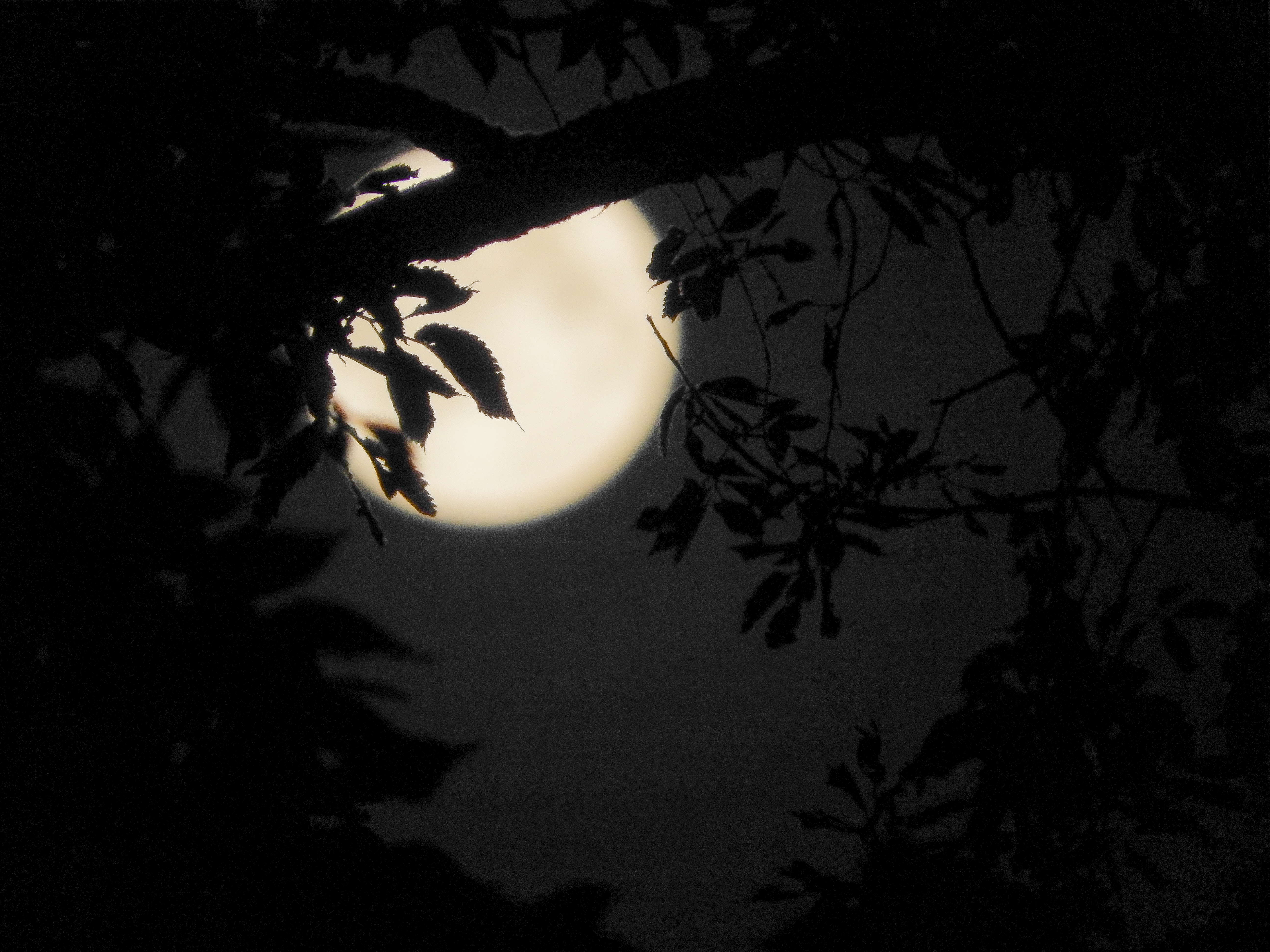 Full Moon after a Roughrider game-2