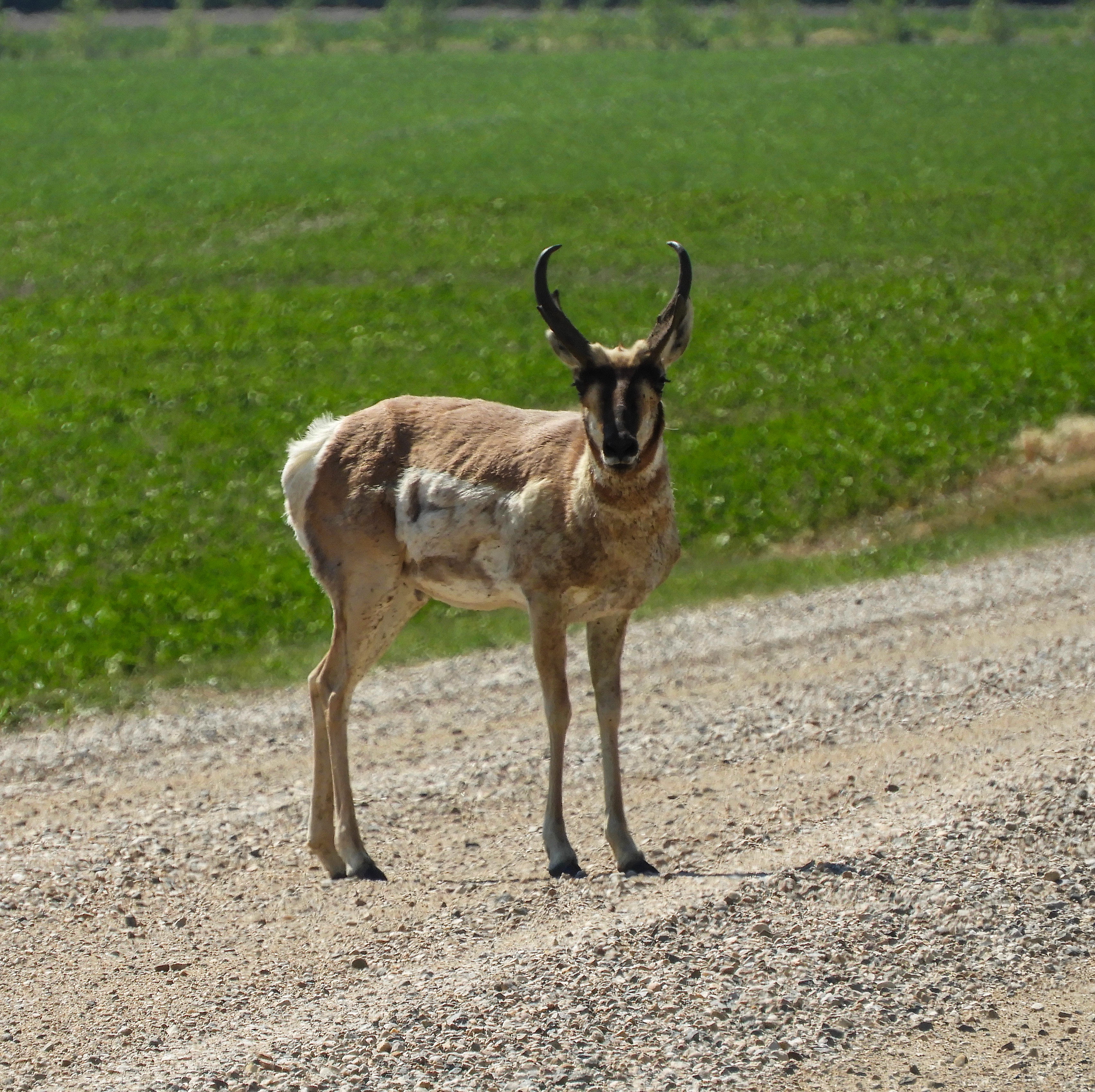 antelope