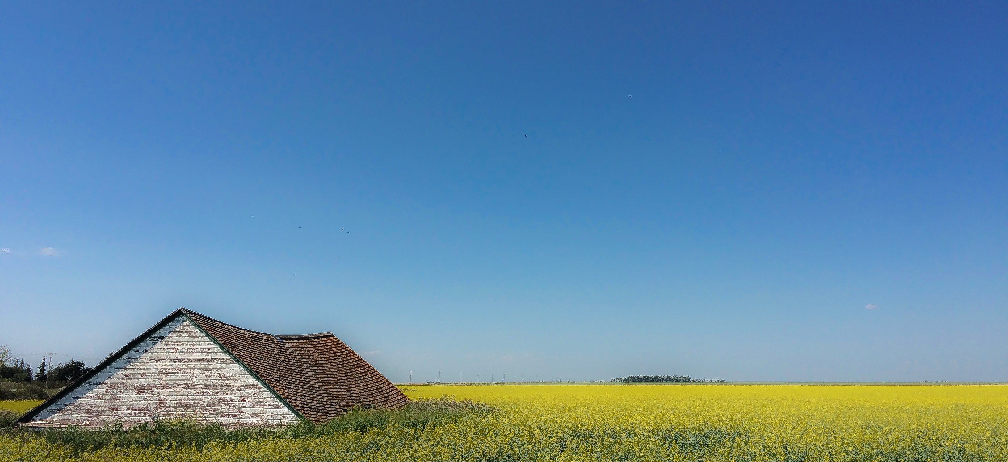 roof amongst canola