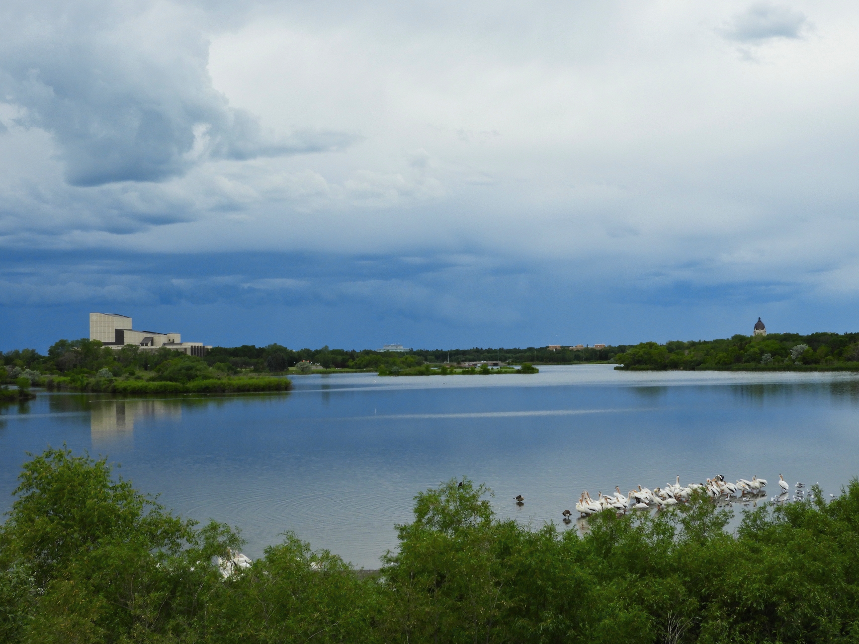 pelicans wascana lake