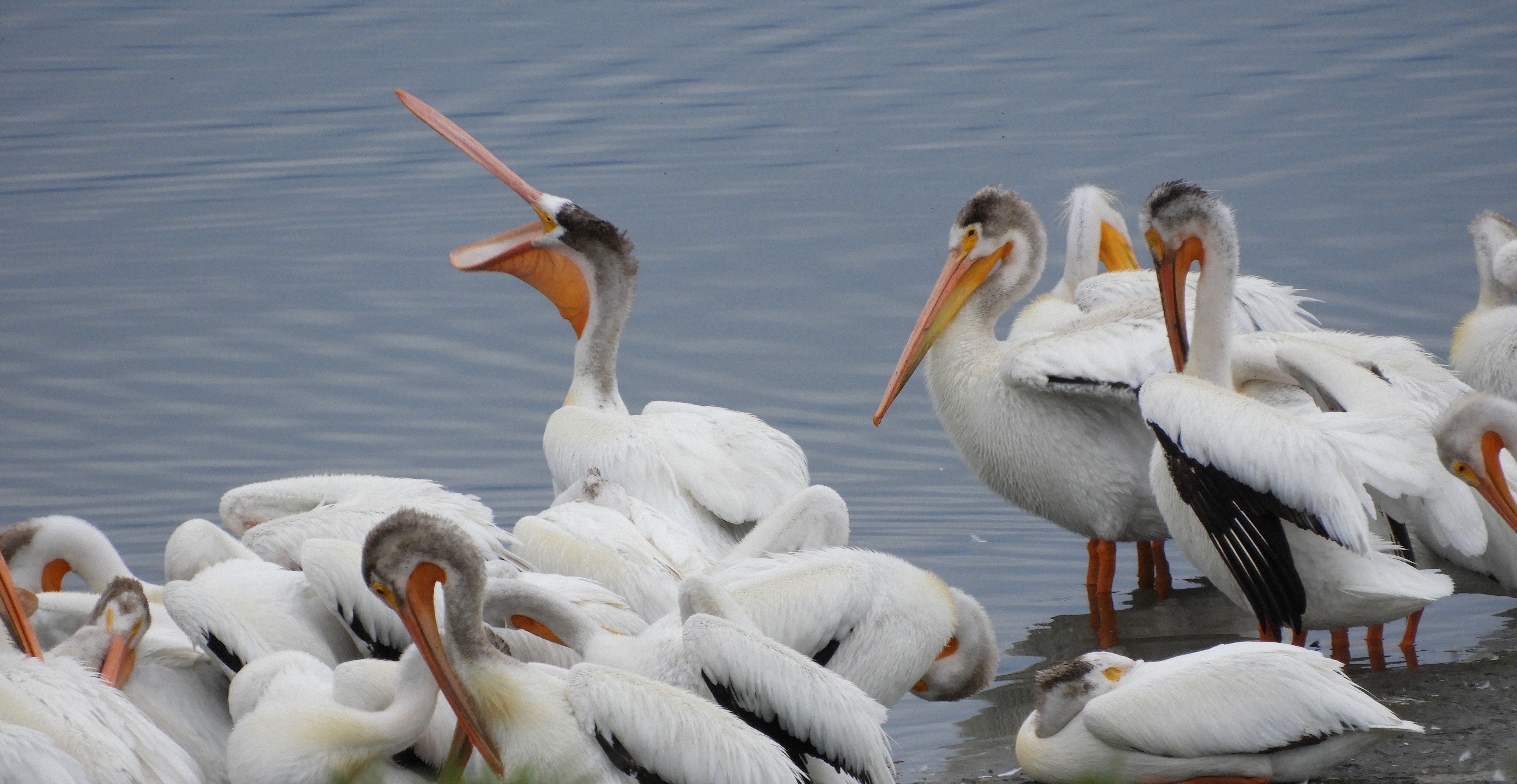 plethora of pelicans