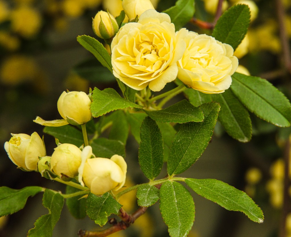 Healthy Mindset – Day&nbsp;2