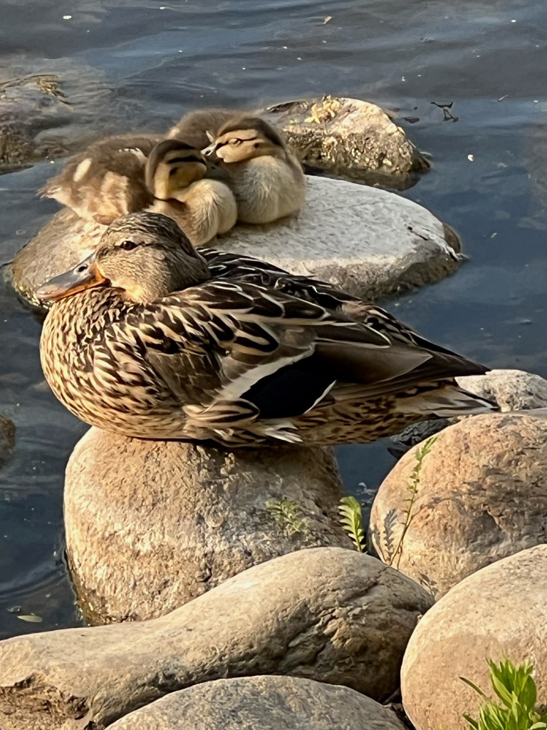 Momma duck and her ducklings Wascana Creek