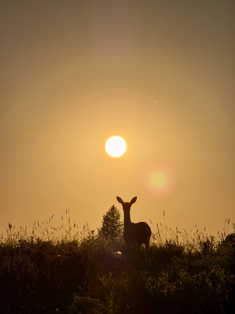 deer at sunset, sun in the background, Cypress Hills, Saskatchewan
