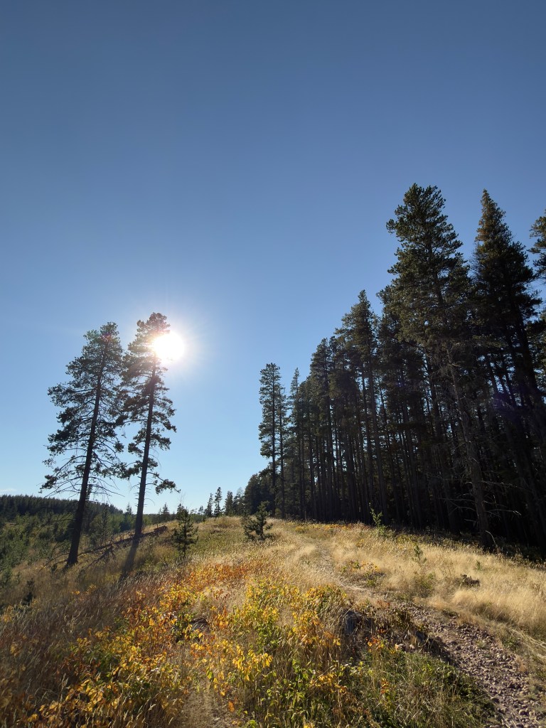 Lynx Trail, Cypress Hills, Saskatchewan sun through the trees