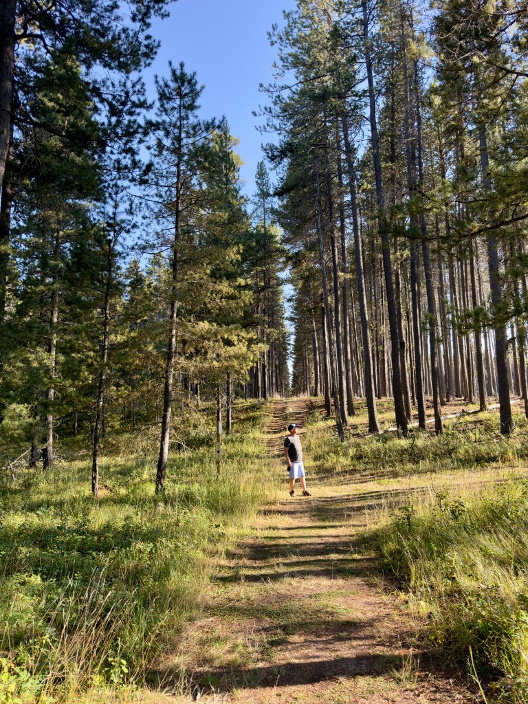 Lynx Trail, facing the sun, Cypress Hills, Saskatchewan