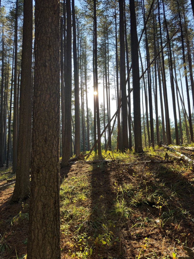 Lynx Trail, Cypress Hills, Saskatchewan, sun peaking through lodgepole pines