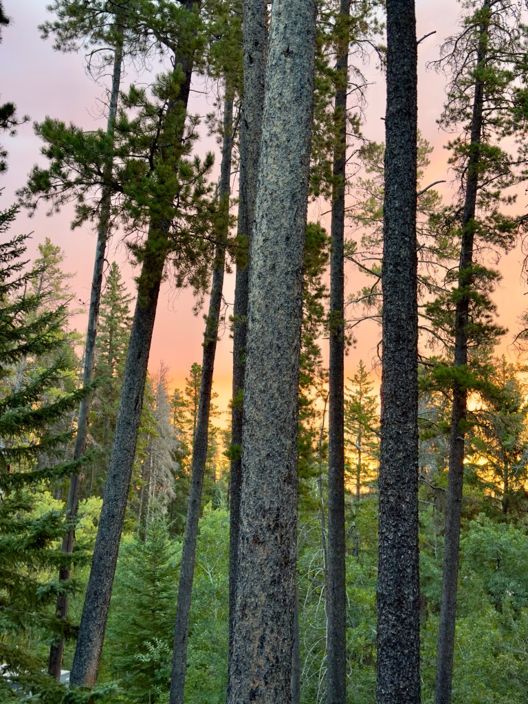 sunrise through Lodgepole Pine, Cypress Hills, Saskatchewan