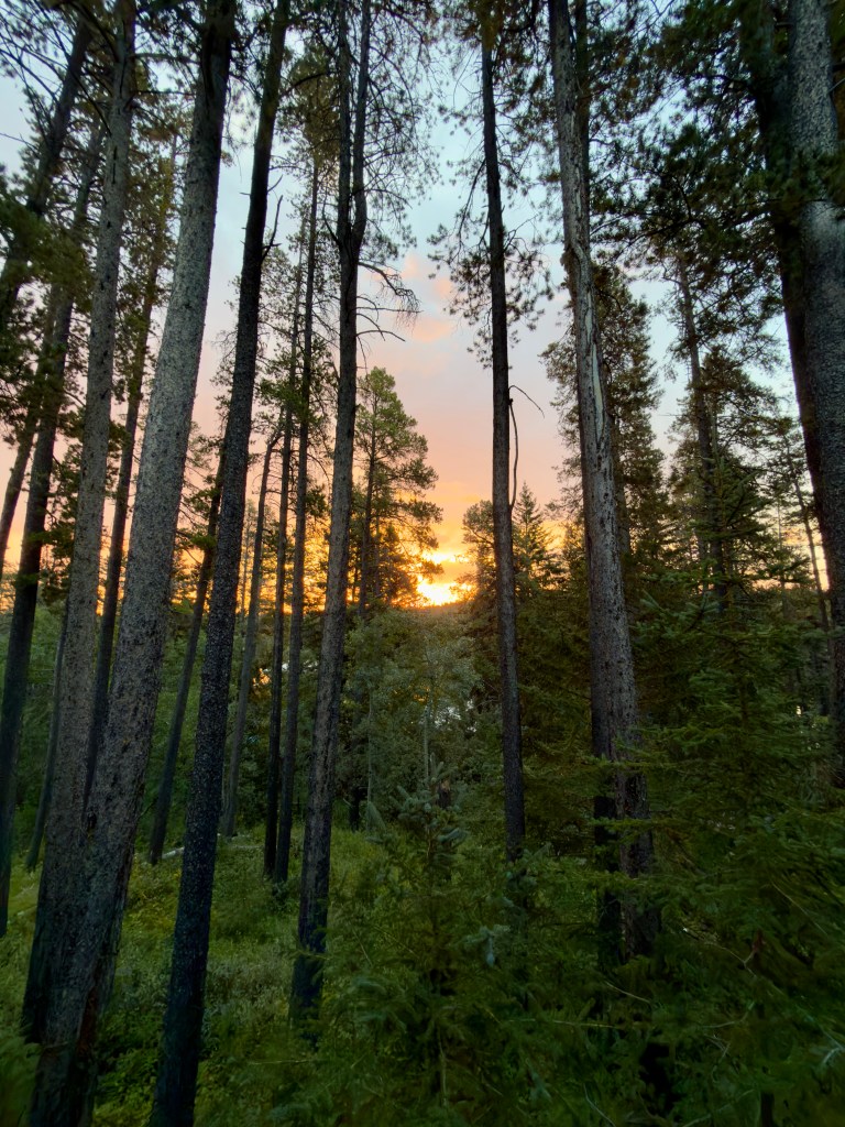 sunrise through Lodgepole Pine, Cypress Hills, Saskatchewan