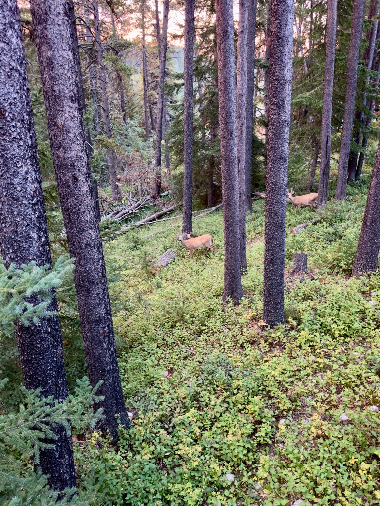 deer during sunrise Resort at Cypress Hills
